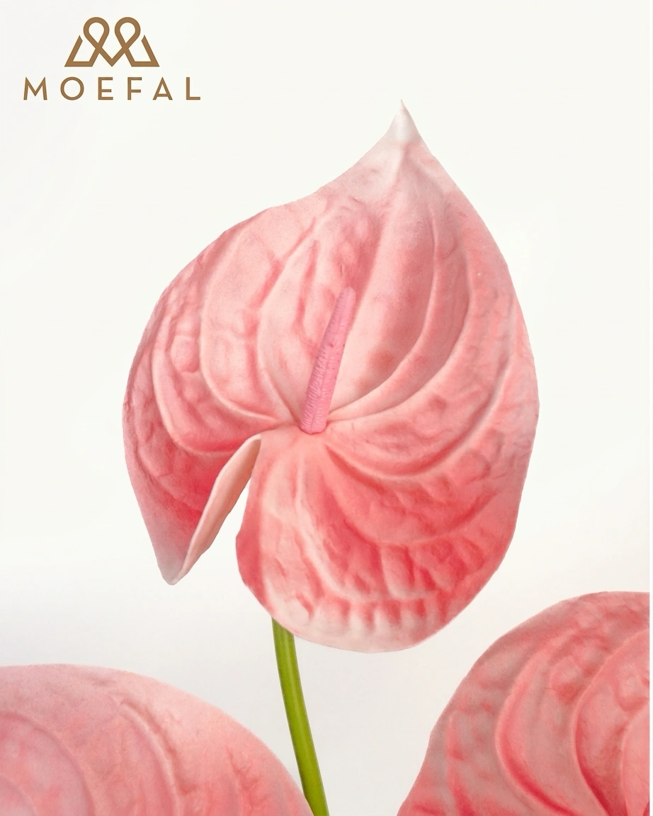 A detailed close-up of a modern boho anthurium highlighting its delicate petal texture.