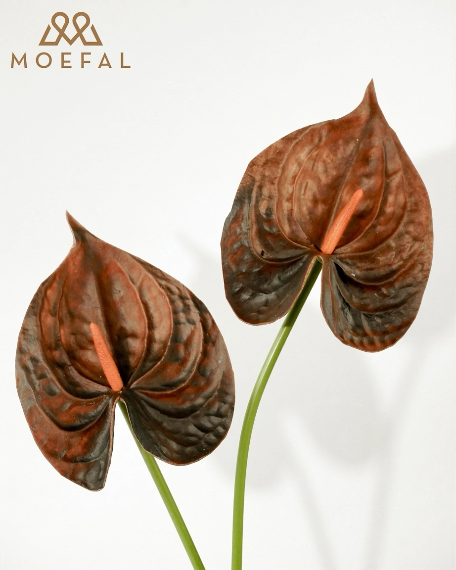Close-up of two terracotta anthurium stems showcasing their waxy texture and heart shape.