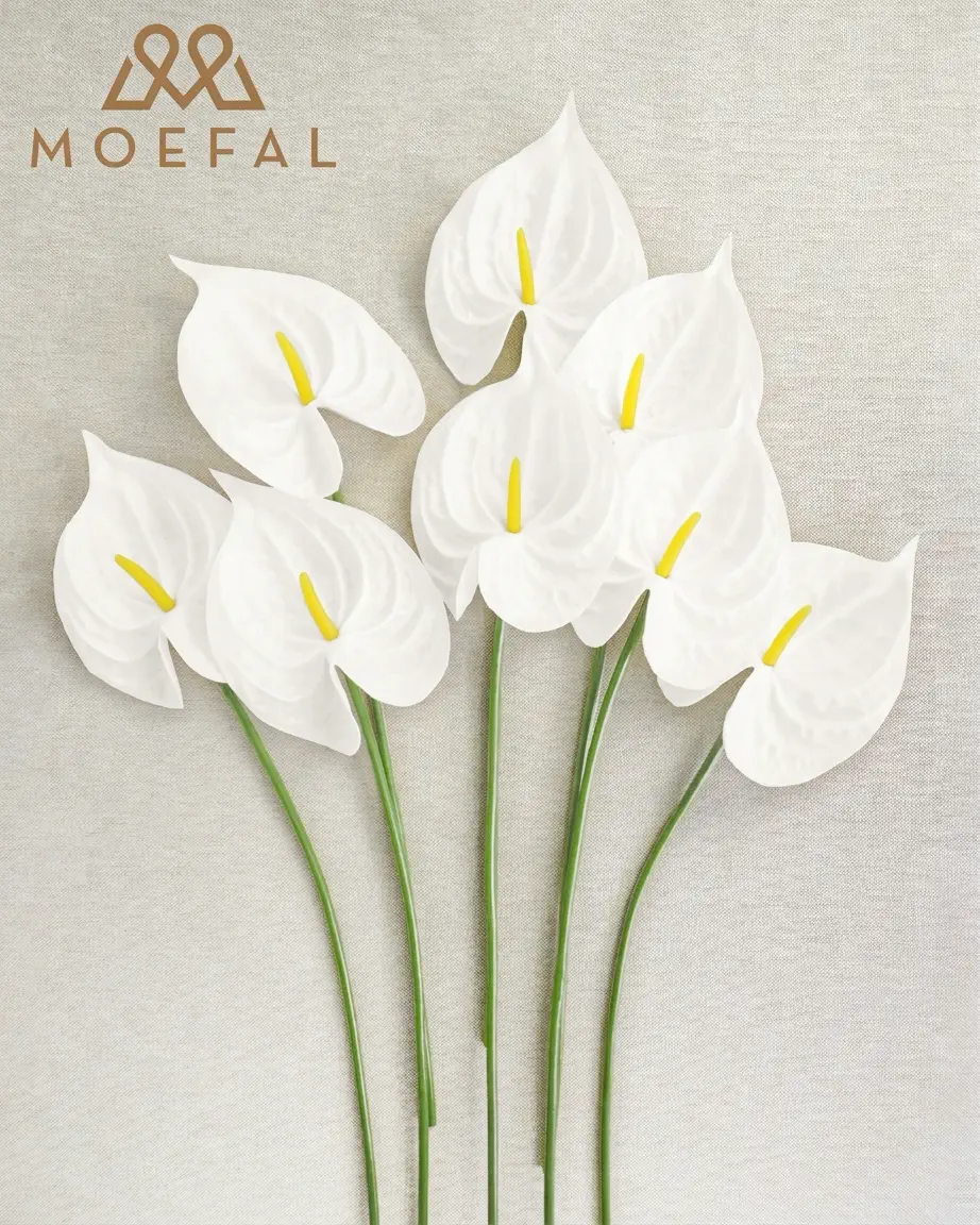 A flat lay of multiple white anthuriums stems fanned out on a textured surface.