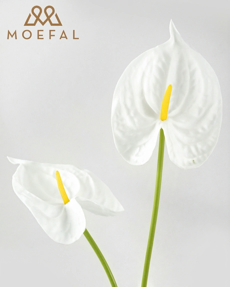 A closeup of two artificial white anthuriums showing their distinct heart shape.